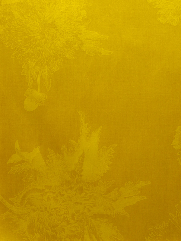 0027 MIMOSA