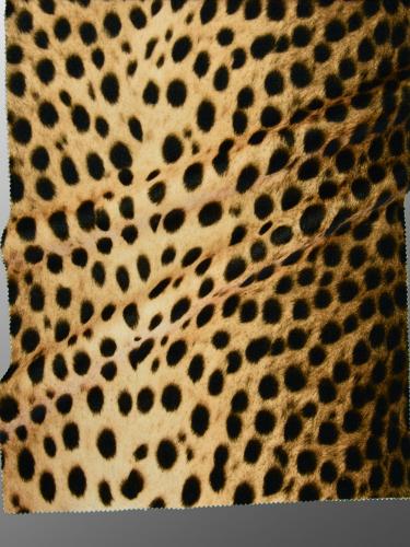 J003 CAMMELLO